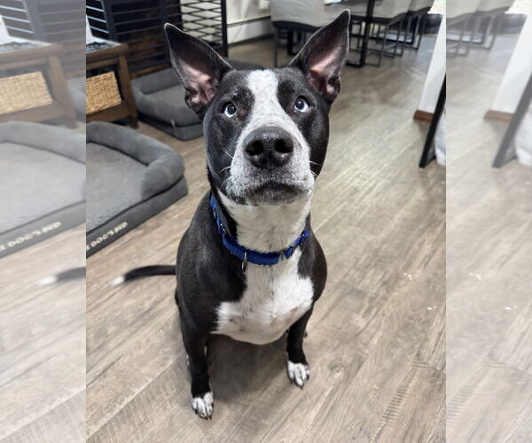 Medium Photo #1 Australian Shepherd-Unknown Mix Puppy For Sale in Princeton, MN, USA