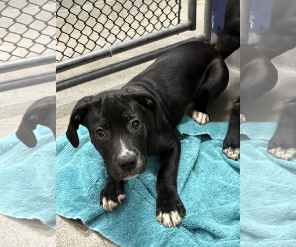 Medium Photo #1 Labrador Retriever-Unknown Mix Puppy For Sale in Sterling, MA, USA