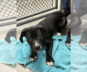 Labrador Retriever-Unknown Mix Dogs for adoption in Sterling, MA, USA