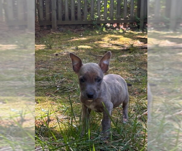 Medium Photo #2 American Pit Bull Terrier-Chihuahua Mix Puppy For Sale in Chester, VA, USA