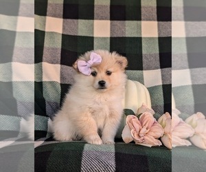 Pomeranian Puppy for sale in LINCOLN UNIVERSITY, PA, USA