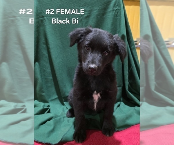 Medium Photo #2 Australian Shepherd Puppy For Sale in CLARKSVILLE, TX, USA