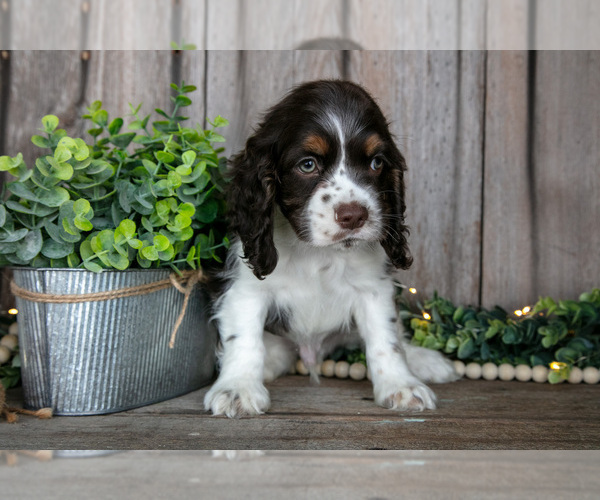 Medium Photo #3 Cocker Spaniel Puppy For Sale in BALTIC, OH, USA