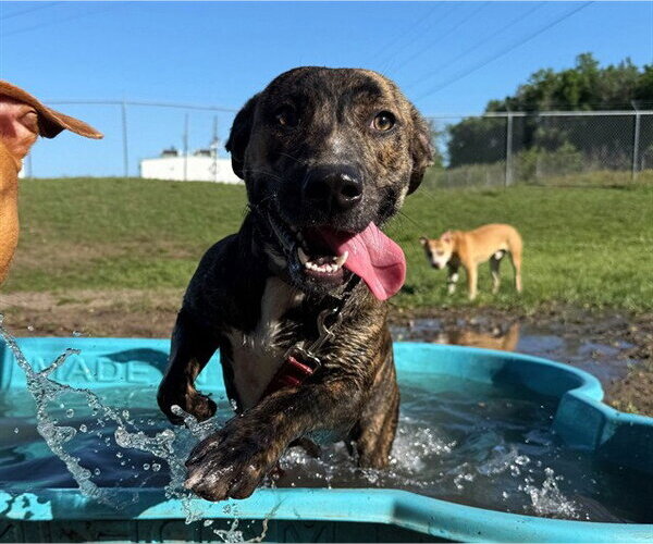 Medium Photo #2 American Pit Bull Terrier Puppy For Sale in Ocala, FL, USA