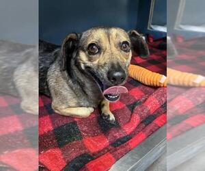 Chihuahua-Unknown Mix Dogs for adoption in Camarillo, CA, USA