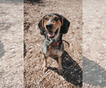 Small #9 Coonhound