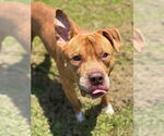 Small #5 American Pit Bull Terrier Mix