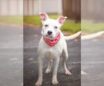 Small #1 Boxer Mix