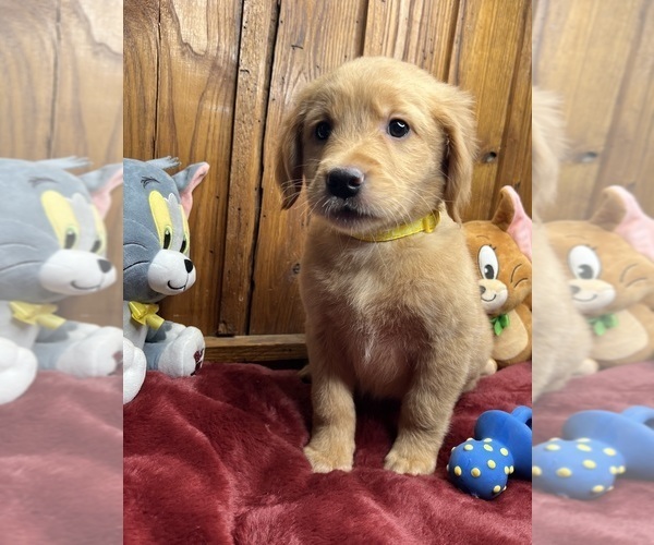 Medium Photo #8 Golden Retriever Puppy For Sale in NEOLA, WV, USA