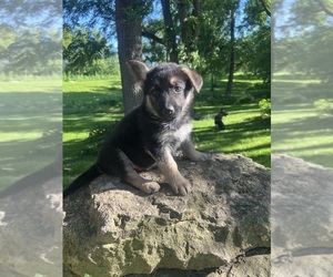 German Shepherd Dog Puppy for Sale in STOCKTON, Illinois USA
