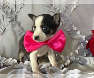 Chihuahua Puppy for sale in LANCASTER, PA, USA