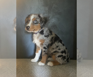 Australian Shepherd Puppy for sale in GATES, NC, USA