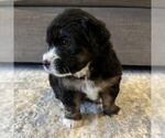 Puppy Hester Australian Mountain Dog