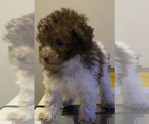 ShihPoo Dogs for adoption in VENETA, OR, USA