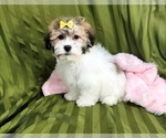 Small Photo #4 Havanese Puppy For Sale in NAPLES, FL, USA