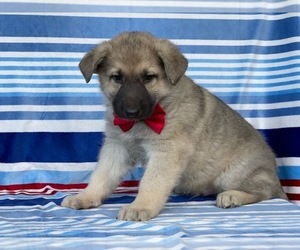 German Shepherd Dog Puppy for sale in LANCASTER, PA, USA