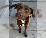 Small Photo #6 Labrador Retriever-Unknown Mix Puppy For Sale in North Myrtle Beach, SC, USA