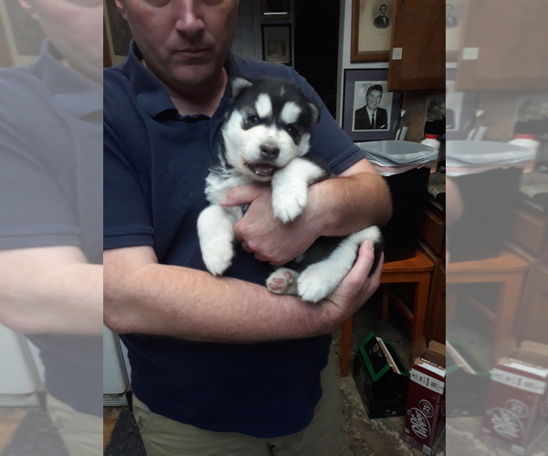 Medium Photo #4 Alaskan Malamute Puppy For Sale in FRESNO, CA, USA