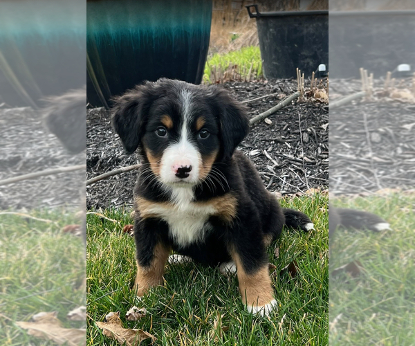 Medium Photo #1 Bernese Mountain Dog Puppy For Sale in NOBLESVILLE, IN, USA