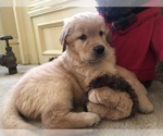Small Photo #1 Golden Retriever Puppy For Sale in WORCESTER, MA, USA