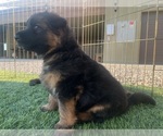 Small #15 German Shepherd Dog