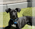 Small #21 Labrador Retriever Mix