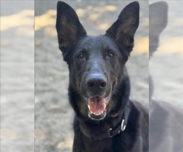 Medium Photo #4 German Shepherd Dog Puppy For Sale in Woodland, CA, USA