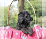 Small #3 Goldendoodle-Poodle (Standard) Mix