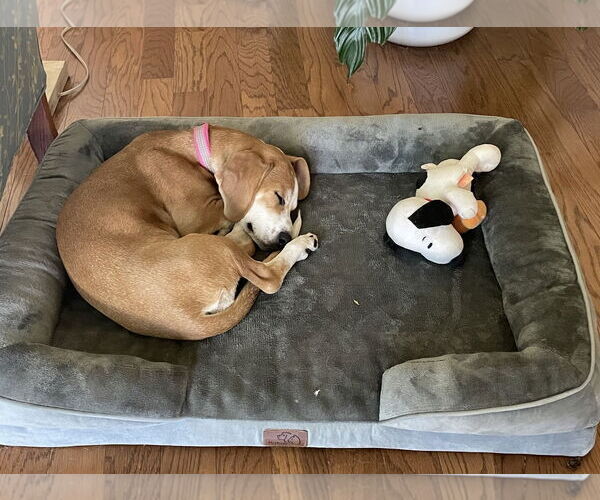 Medium Photo #2 Bagle Hound Puppy For Sale in Euless, TX, USA