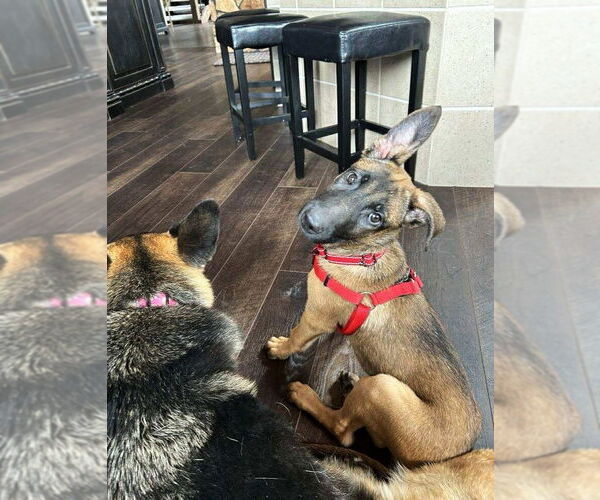 Medium Photo #3 Mutt Puppy For Sale in Gretna, NE, USA