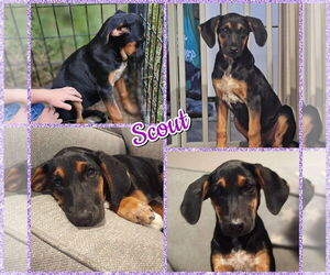 Black and Tan Coonhound-Unknown Mix Dogs for adoption in Blacksburg, SC, USA