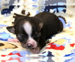 Puppy Mitch Chihuahua