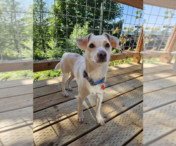 Medium Photo #27 Mutt Puppy For Sale in Bellingham, WA, USA