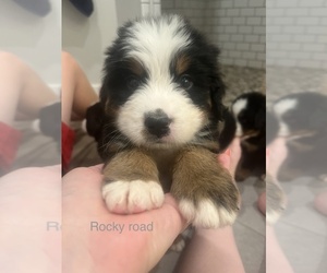 Bernese Mountain Dog Puppy for sale in VILONIA, AR, USA