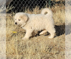 Great Pyrenees Puppy for sale in KINGMAN, AZ, USA