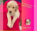 Puppy Berry Golden Retriever