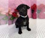Small #5 American Staffordshire Terrier-Labrador Retriever Mix