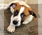 Small Photo #1 Bulloxer Puppy For Sale in Lake Forest, CA, USA