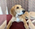 Puppy 5 Great Dane-Redbone Coonhound Mix
