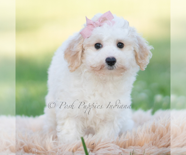 Medium Photo #5 Goldendoodle (Miniature) Puppy For Sale in WARSAW, IN, USA