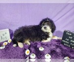 Small Photo #63 Bernedoodle-Poodle (Toy) Mix Puppy For Sale in BLACK FOREST, CO, USA