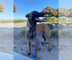 Mutt Dogs for adoption in Imlay City, MI, USA