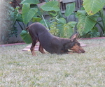 Small Photo #1 Doberman Pinscher Puppy For Sale in ONTARIO, CA, USA