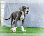 Small #10 Great Dane