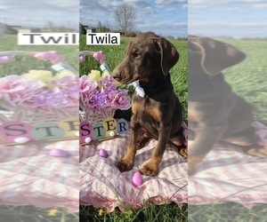 Doberman Pinscher Puppy for sale in POMEROY, OH, USA