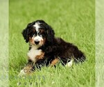 Small #2 Bernedoodle (Miniature)