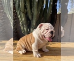 Small Photo #13 English Bulldog Puppy For Sale in TEMPE, AZ, USA