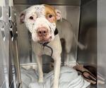 Small #1 American Staffordshire Terrier Mix