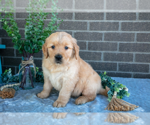 Medium Photo #1 Golden Retriever Puppy For Sale in MILLERSBURG, OH, USA