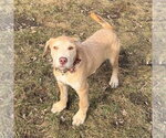 Small Photo #5 Staffordshire Bull Terrier-Unknown Mix Puppy For Sale in Princeton, MN, USA
